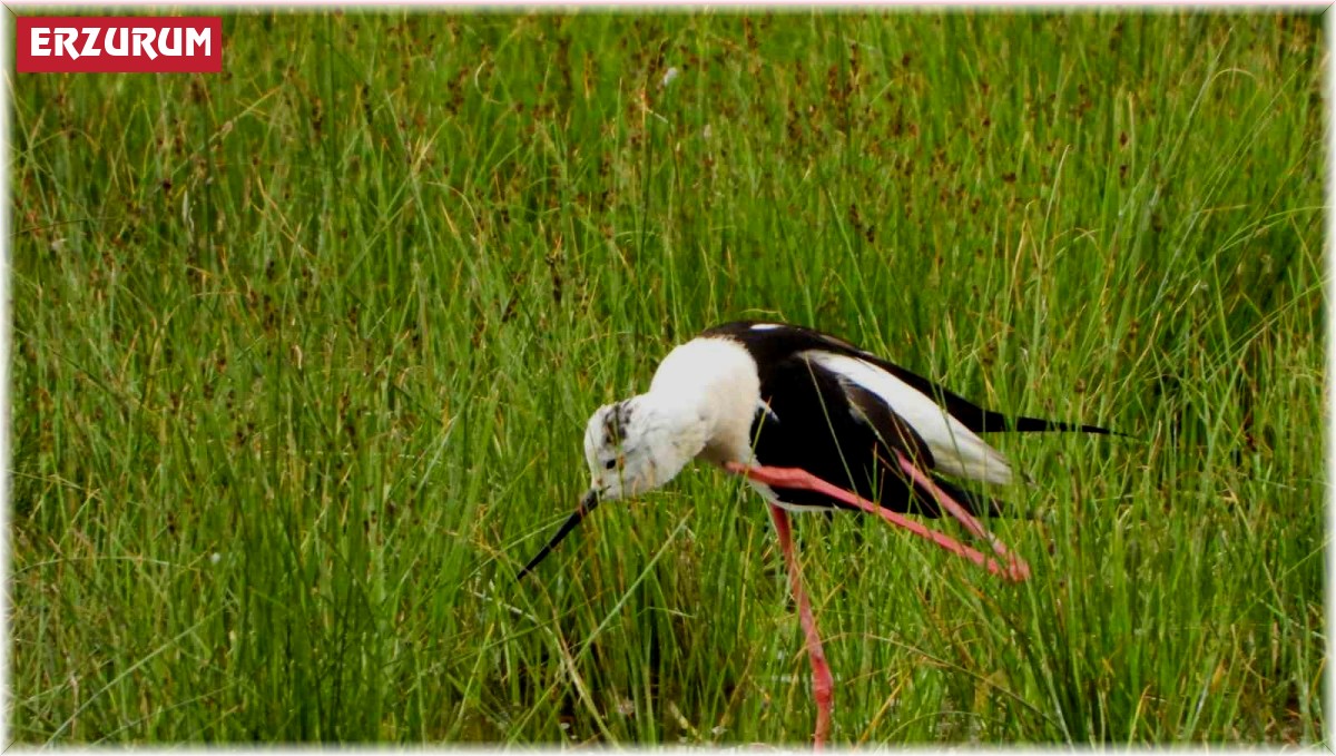 Kuşlar doğal yaşamlarında görüntülendi