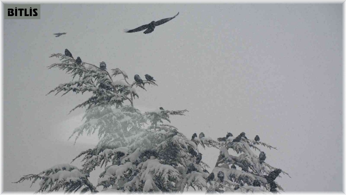 Kuşların karla imtihanı