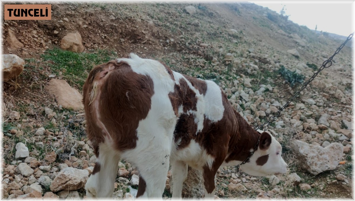 Kuyruksuz dünyaya gelen buzağı görenleri şaşırttı