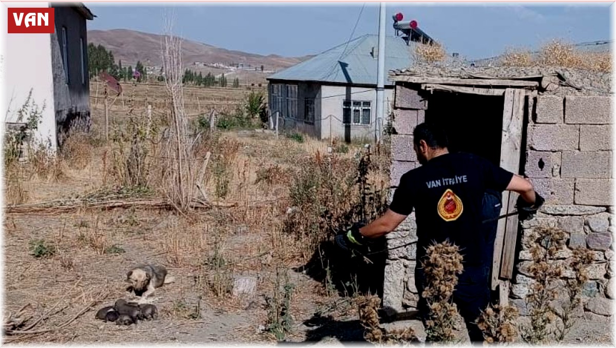 Kuyuda mahsur kalan yavru köpekleri itfaiye kurtardı