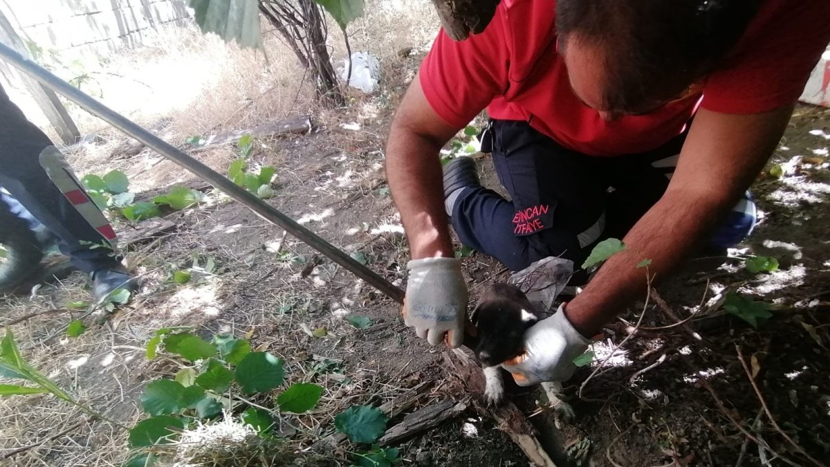 Kuyuya düşen yavru köpekleri itfaiye kurtardı