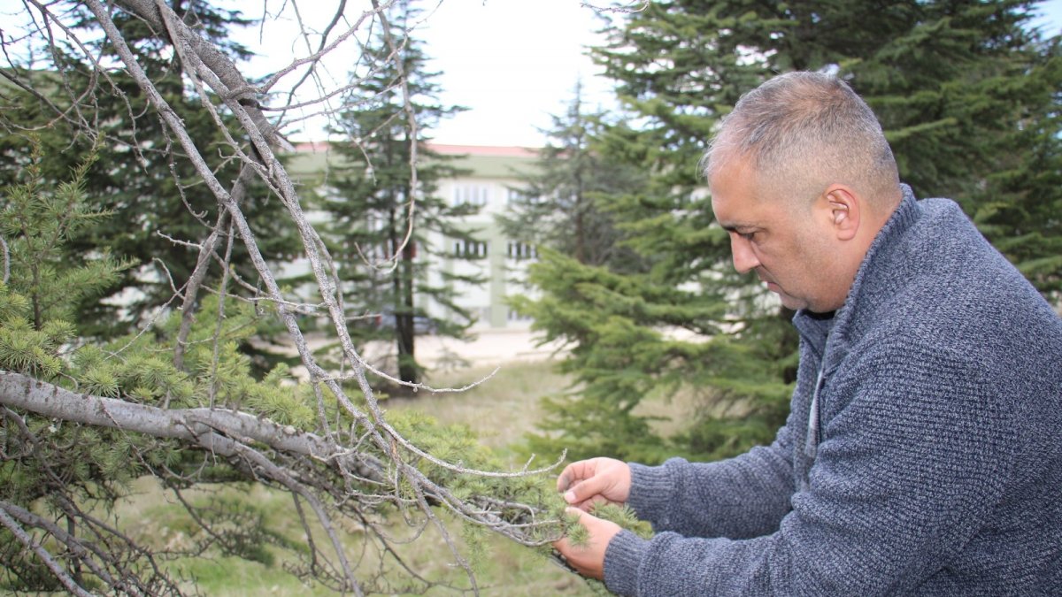 Kuzey Amerika kökenli istilacı böcek, Doğa Anadolu'ya giriş yaptı
