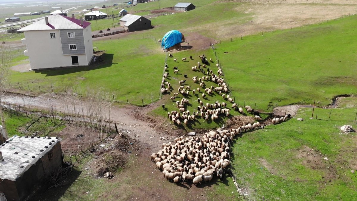 Kuzuların anneleriyle buluşması renkli görüntüler oluşturuyor