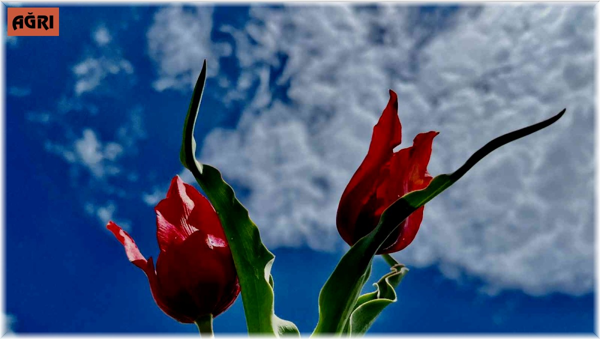Laleler kırmızı rengiyle doğayı süslüyor
