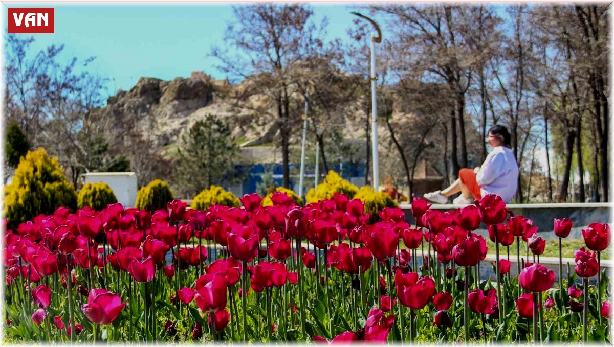 Laleler park ve bahçeleri renklendirdi