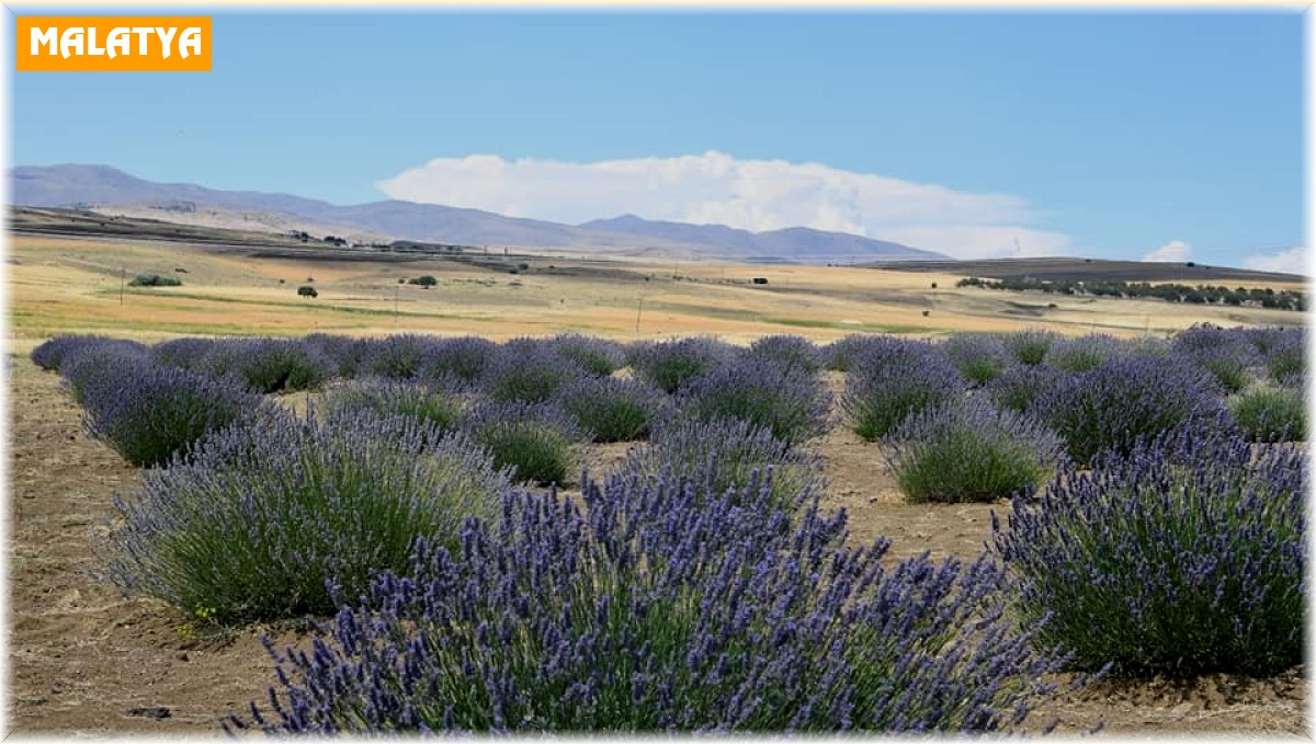 Lavanta hasadı için gün sayılıyor