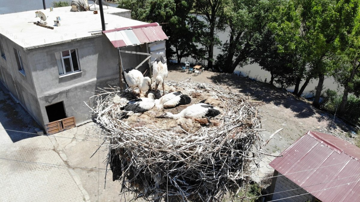 Leylek yavruları büyük göçe hazırlanıyor