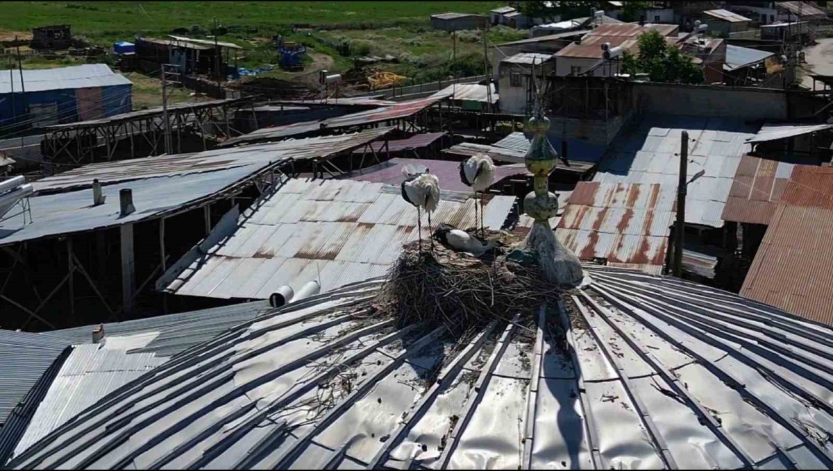 Leylekler Güzelova Mahallesi'ni mesken tuttu