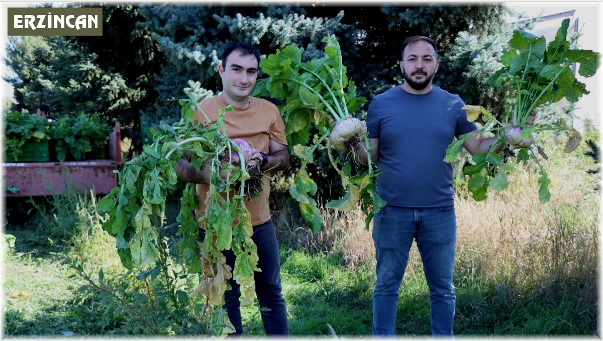 Lokman Hekim, o bitki o kadar faydalı ki tarlasının önünden geçmek bile yeterli diyor!