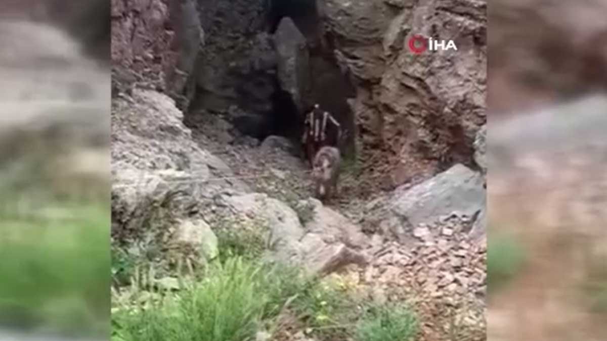 Mağarada eşek kurtarma operasyonu