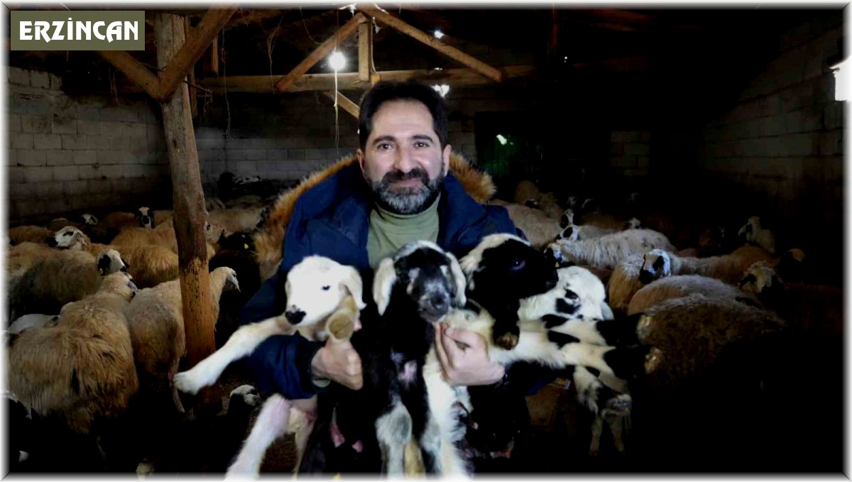 Mağduriyet yaşamamak için kuzu ve oğlakların küpelerini ve aşılarını mutlaka yaptırın