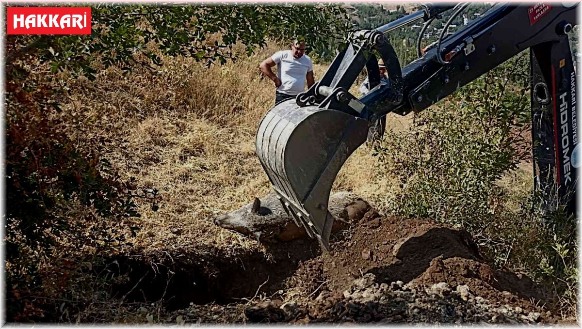 Mahallede bulunan yaban domuzu leşi için belediye ekipleri harekete geçti