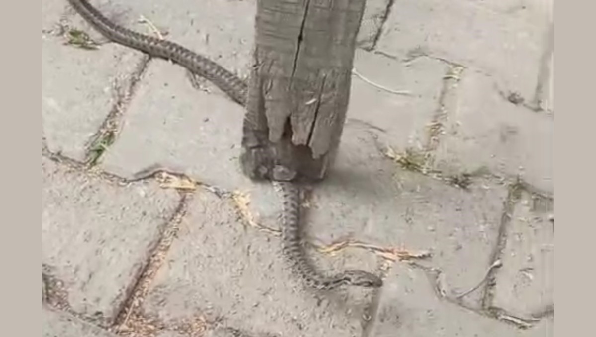 Mahallelinin korkulu rüyası olan yılan, 3 günlük nöbet sonrası yakalandı