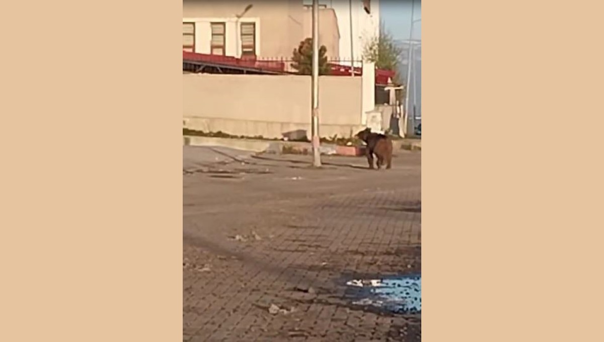 Mahalleye inen bozayı çöpte yiyecek aradı