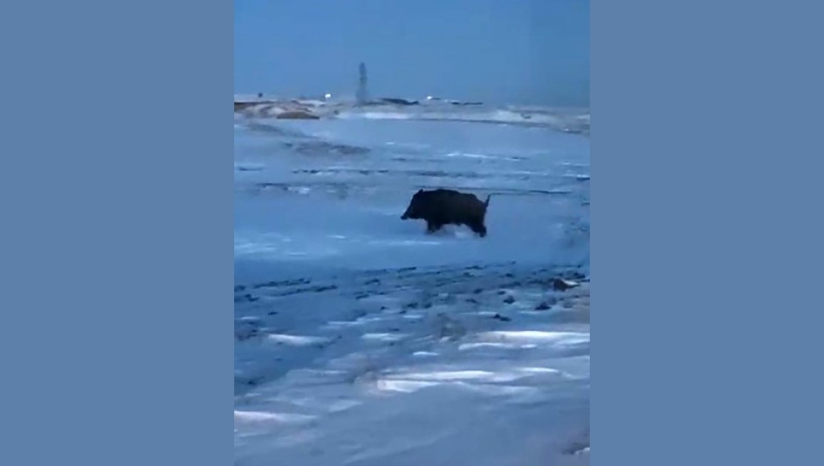 Mahalleye yakın bir noktada domuz görüldü