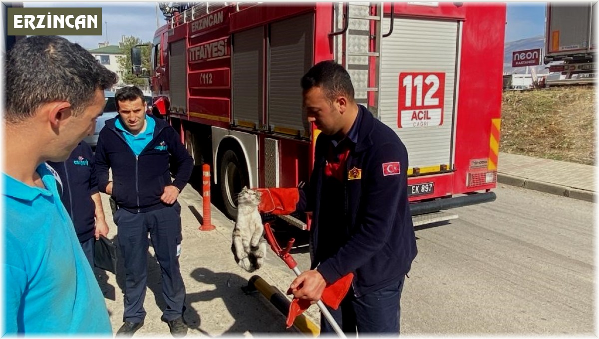 Mahsur kalan kediyi itfaiye kurtardı