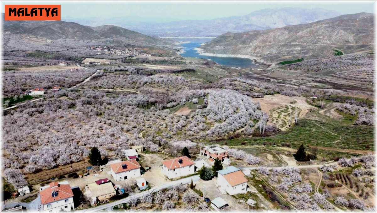 Malatya bu kez kar değil, kayısı beyazına büründü