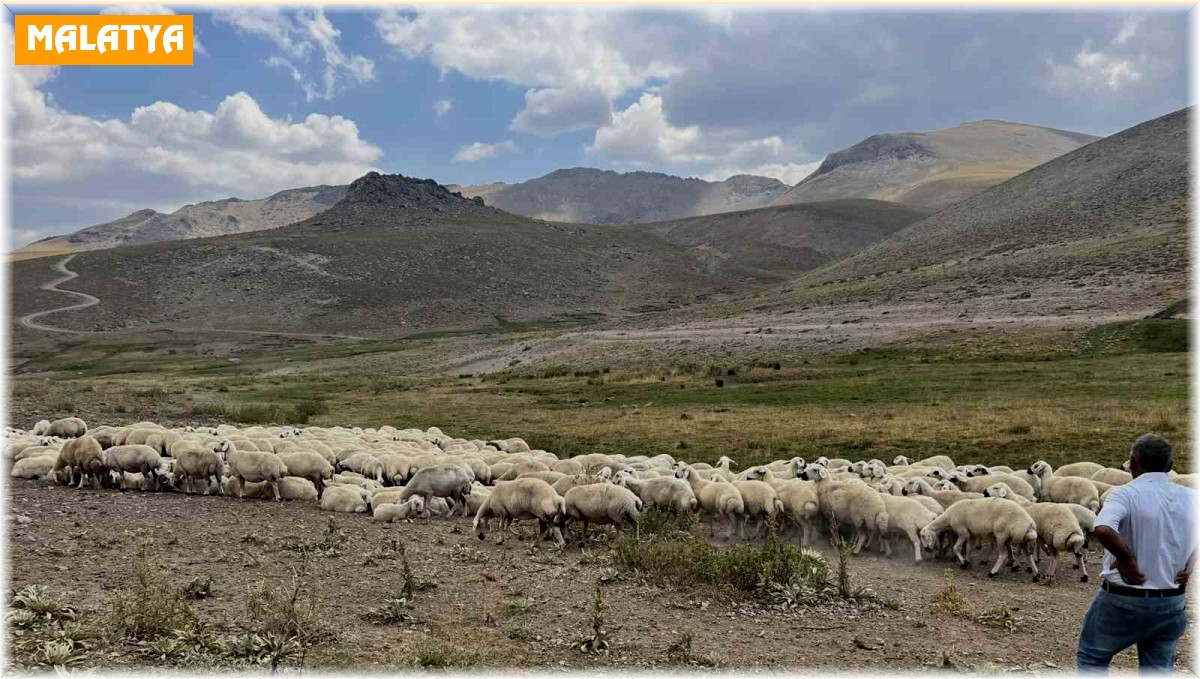 Malatya'da 25 bin TL'ye çoban bulunamıyor