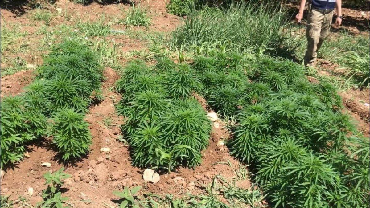 Malatya'da 31 bin 750 kök hint keneviri ele geçirildi