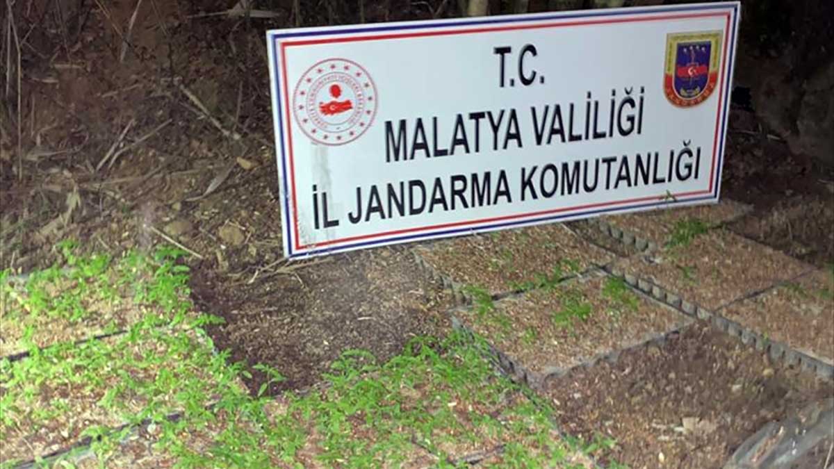 Malatya'da 4 bin 800 kök Hint keneviri ele geçirildi