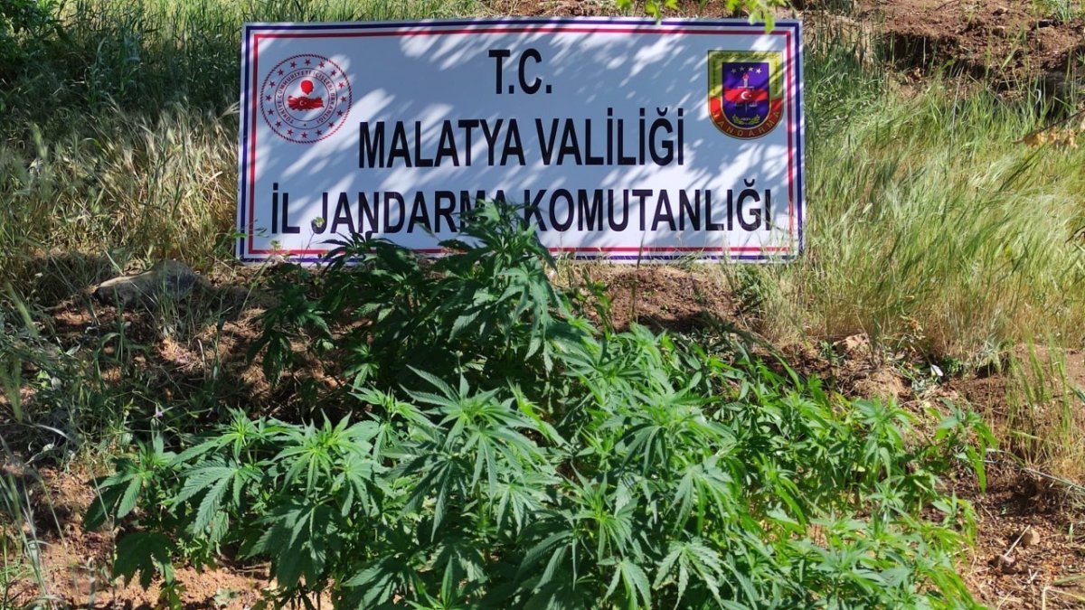 Malatya'da 589 kök Hint keneviri ele geçirildi