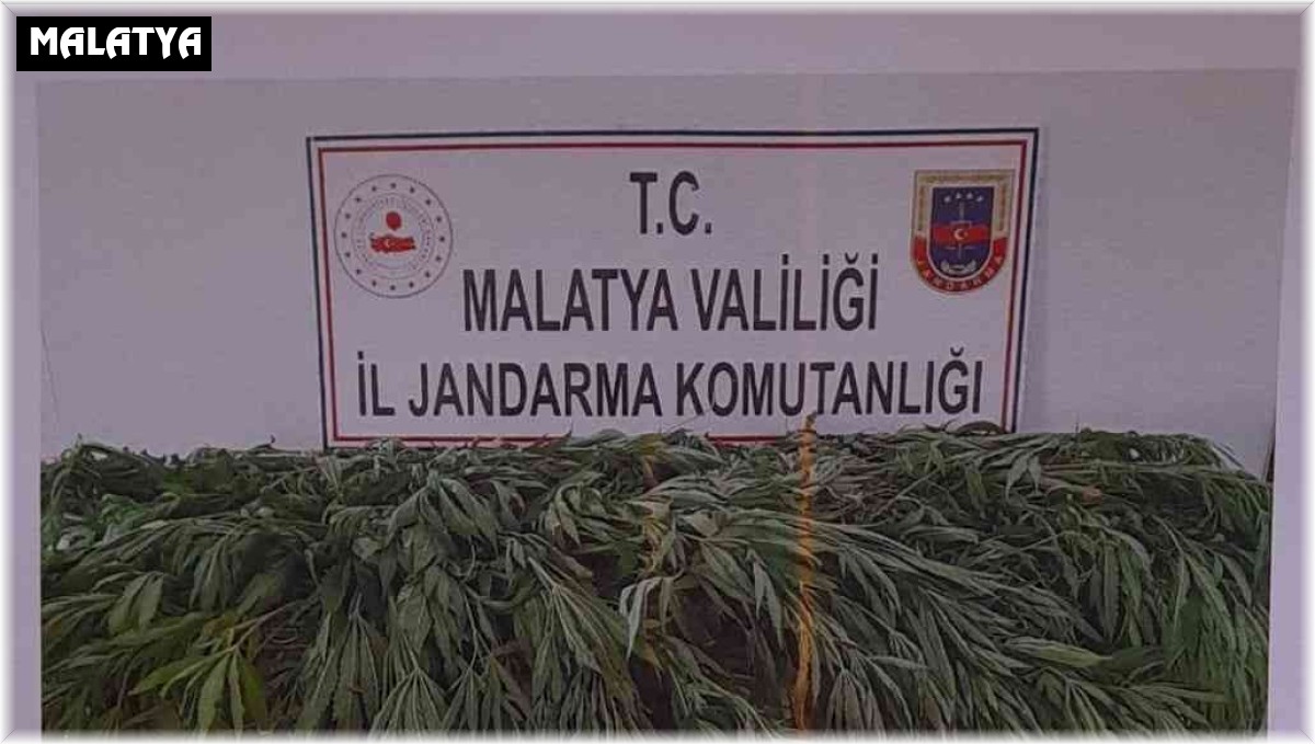 Malatya'da 651 kök kenevir ele geçirildi