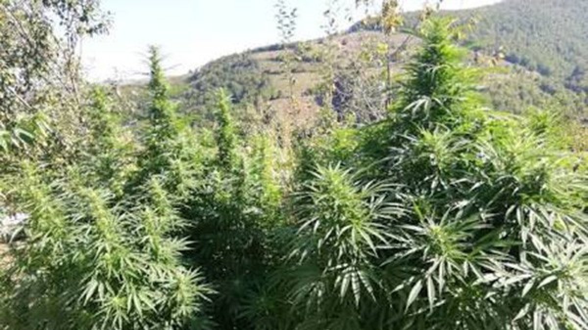 Malatya'da 980 kök Hint keneviri ele geçirildi