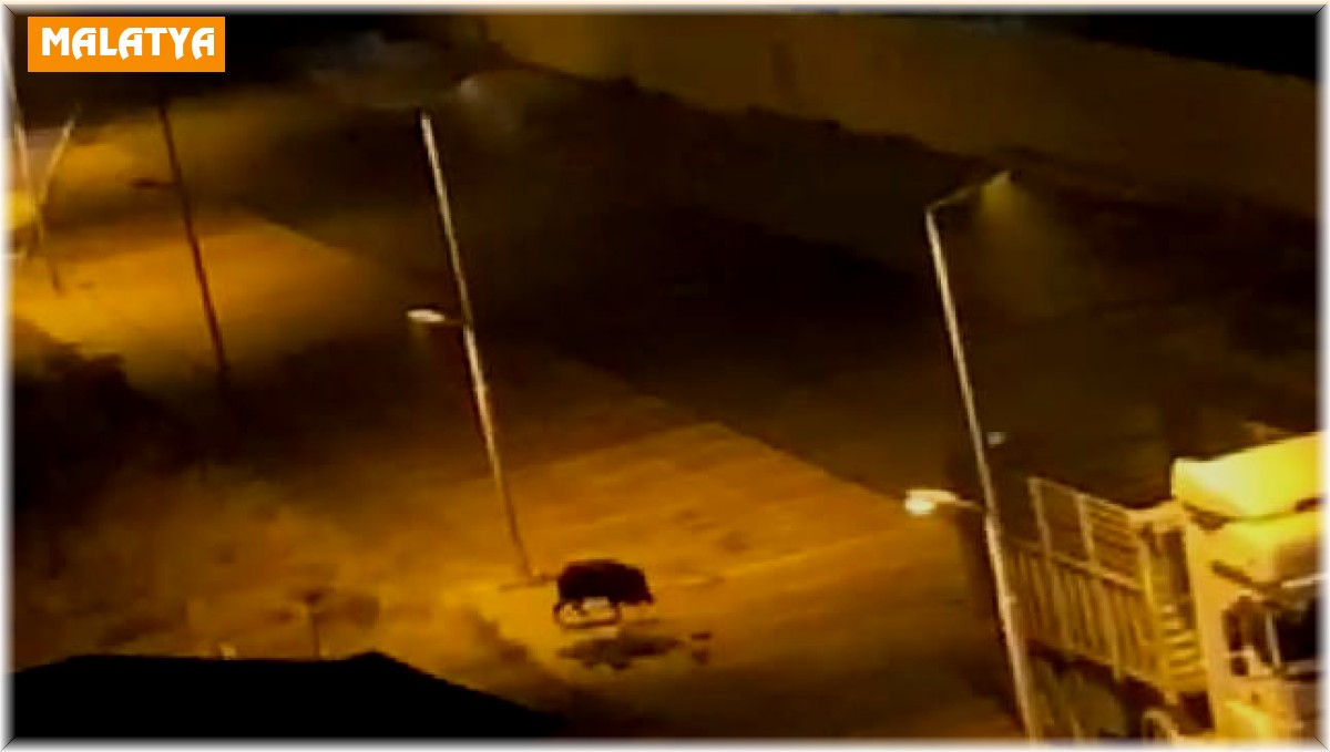 Malatya'da aç kalan domuzlar kent merkezine indi