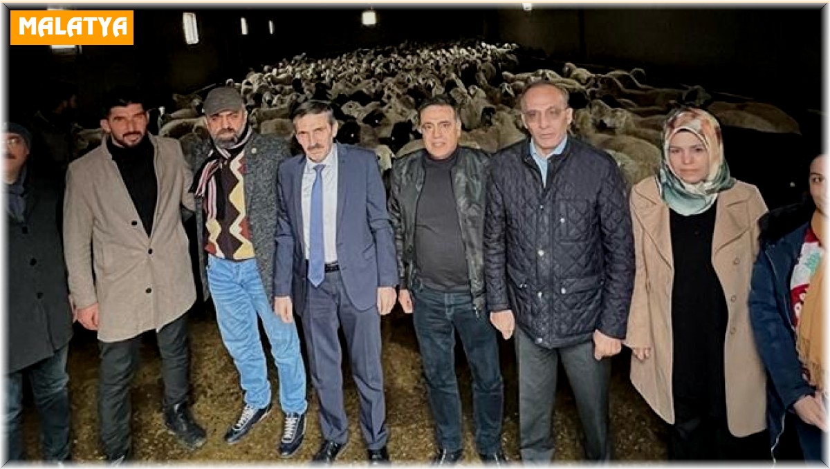 Malatya'da Akkaraman ırkı koyun yetiştiriciliği yaygınlaştırılıyor