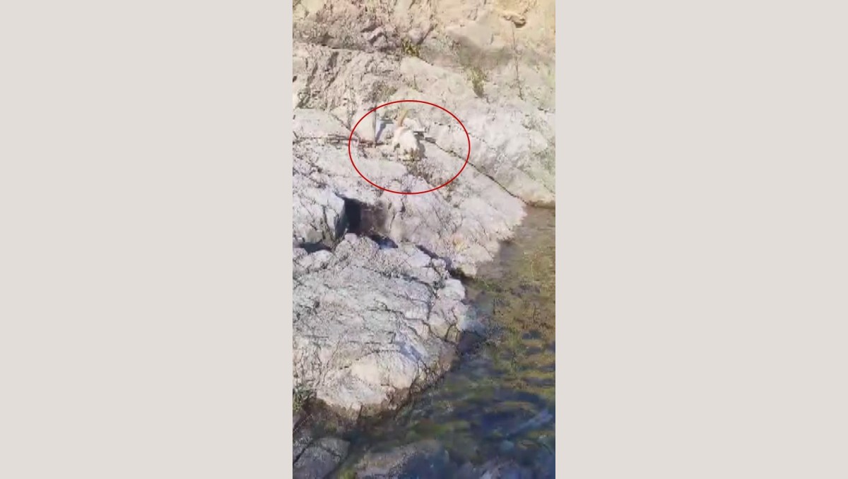 Malatya'da amatör balıkçı ile kedi arasındaki diyalog gülümsetti