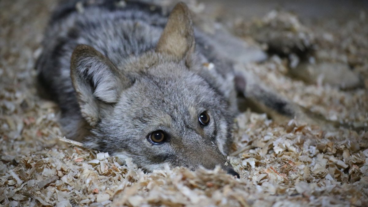 Malatya'da aracın çarpması sonucu yaralanan kurt tedaviye alındı