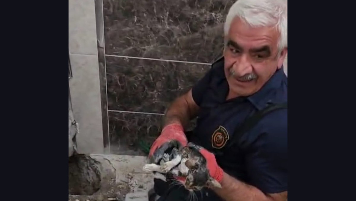 Malatya'da atık su hattına düşen yavru kedi kurtarıldı