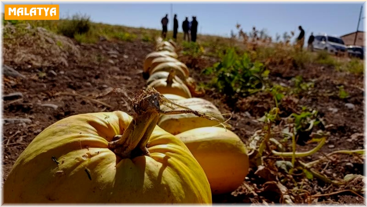 Malatya'da atıl arazilere çerezlik kabak