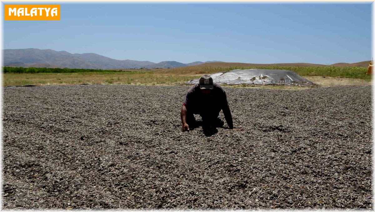 Malatya'da ayçiçeği hasadına başlandı