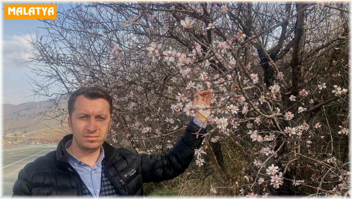 Malatya'da badem ağaçları çiçek açtı