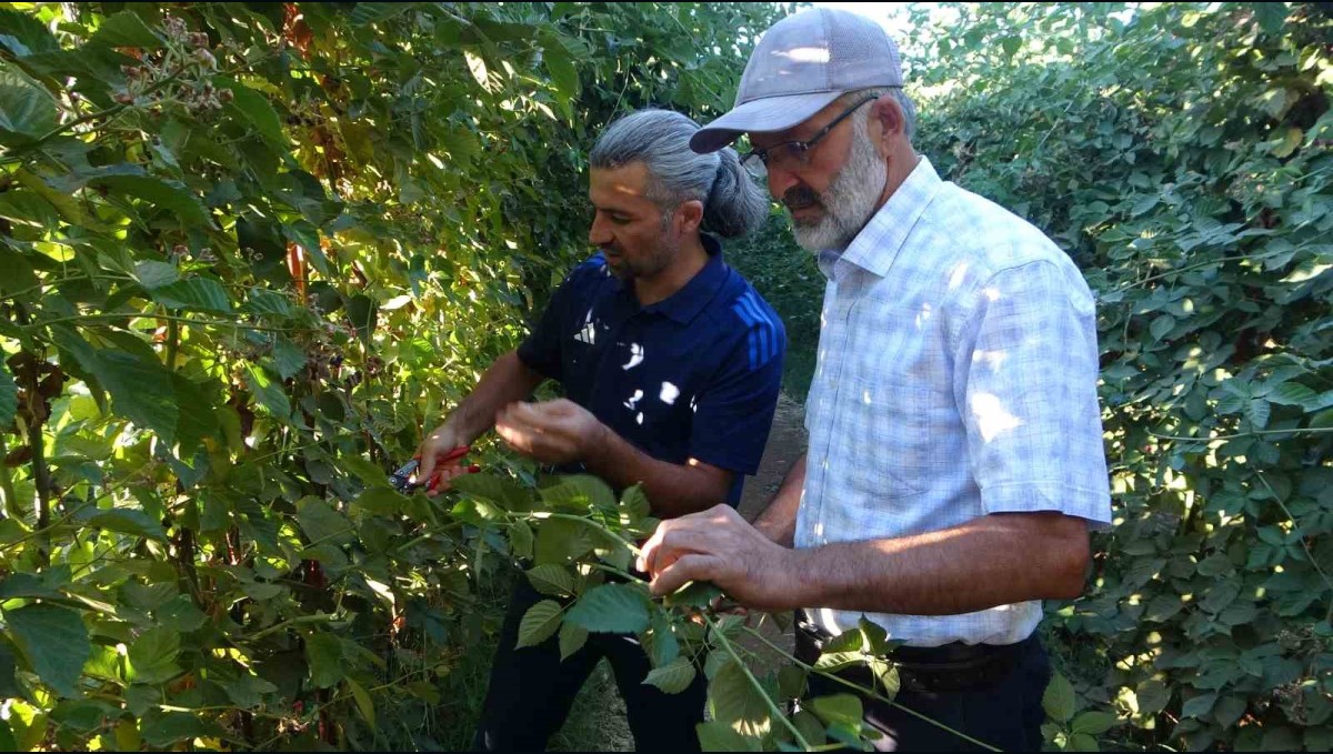 Malatya'da bitkisel üretim çeşitliliğinde üzümsü meyvelerin üretimi yaygınlaşıyor
