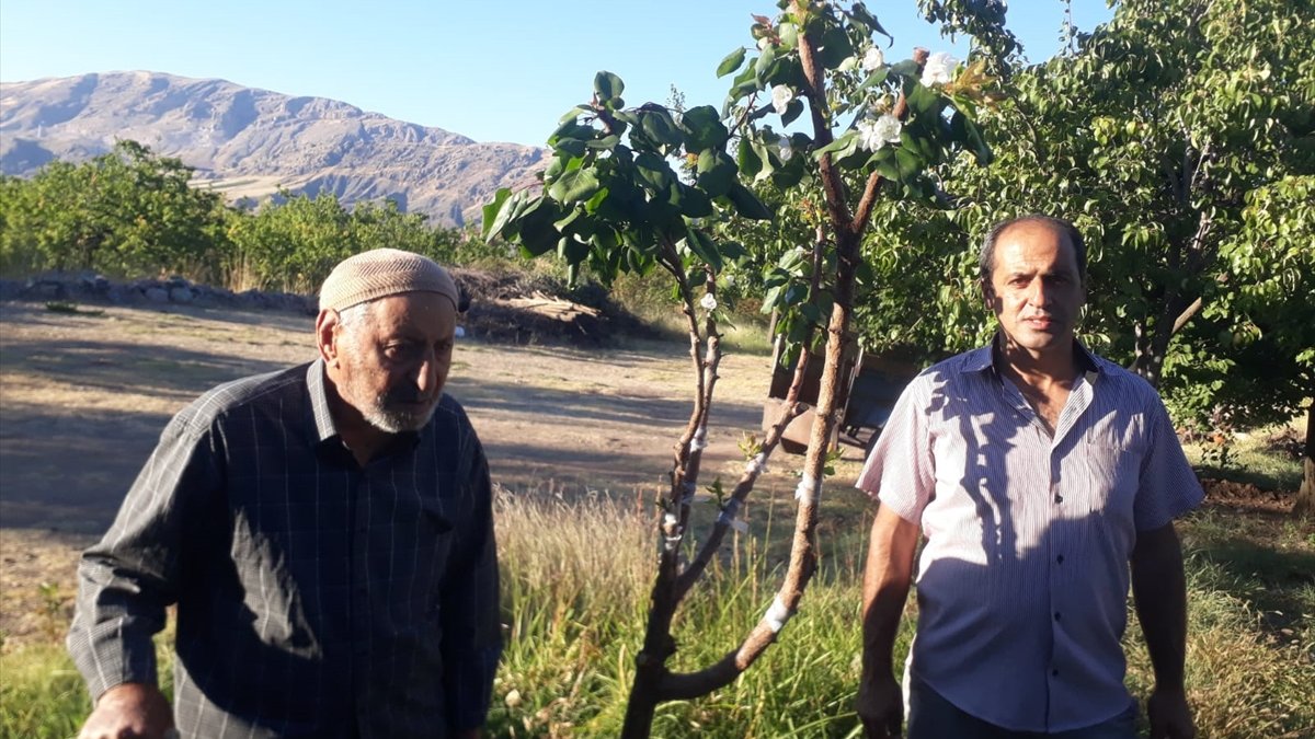 Malatya'da çiçek açan kayısı ağacı görenleri şaşırttı