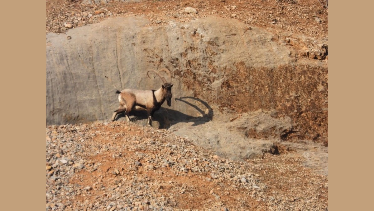 Malatya'da dağ keçileri görüntülendi