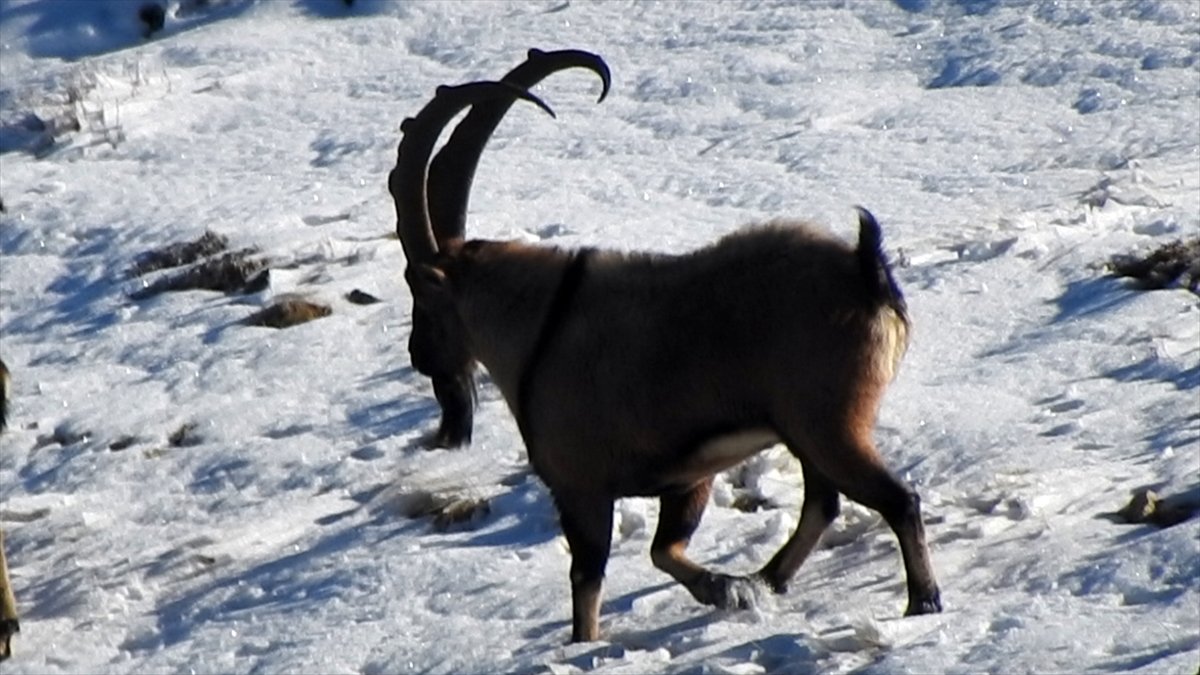 Malatya'da dağ keçileri sürü halinde görüntülendi