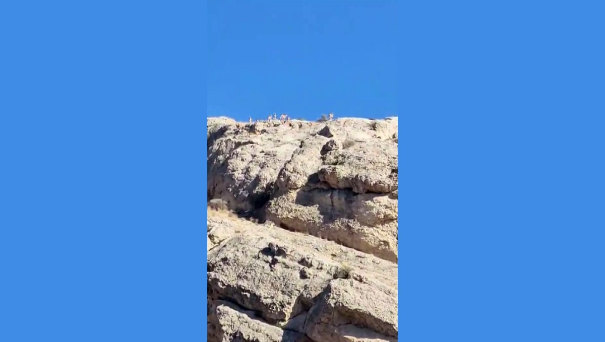 Malatya'da dağlık alanda yaban keçisi sürüsü görüntülendi