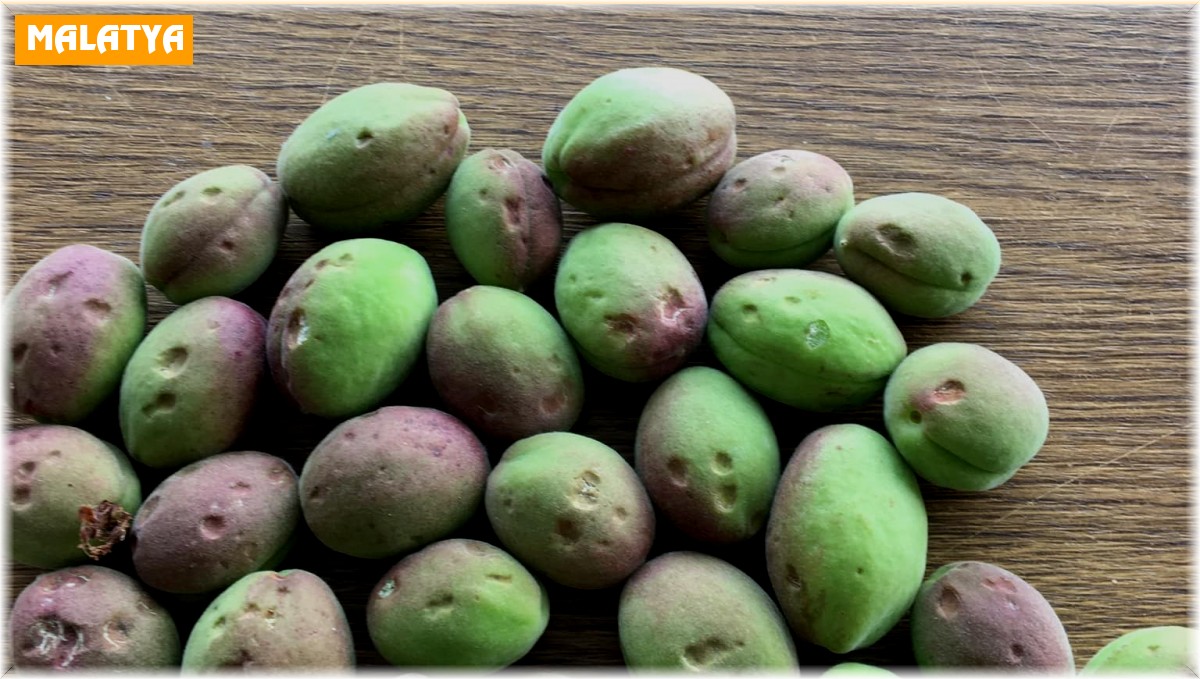 Malatya'da dolu, kayısı bahçelerine zarar verdi