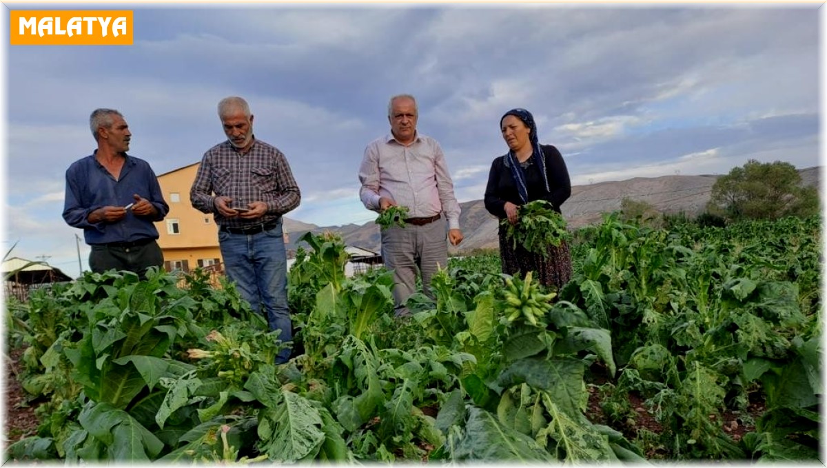 Malatya'da dolu yağışı tütünlere zarar verdi