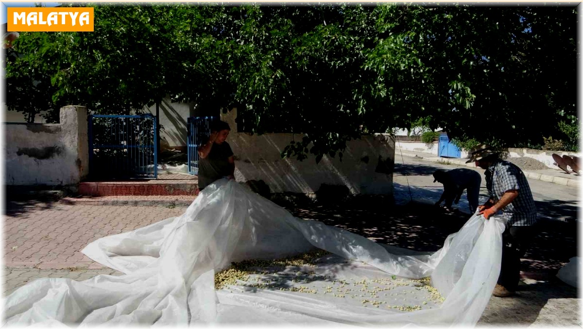 Malatya'da dutun pekmez yolcuğu başladı