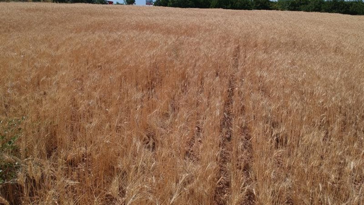 Malatya'da ekilen yeni buğday türünden yüksek verim alındı