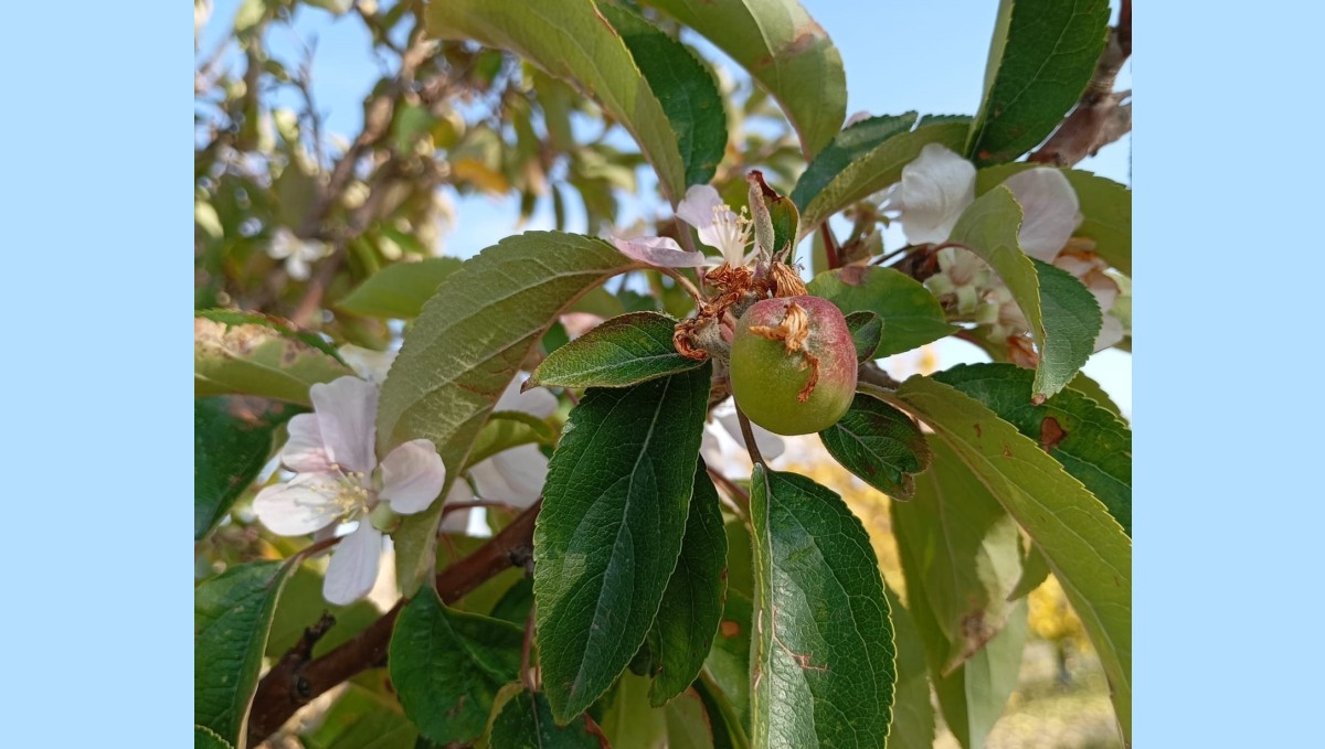 Malatya'da elma ağacı çiçek açıp meyve verdi