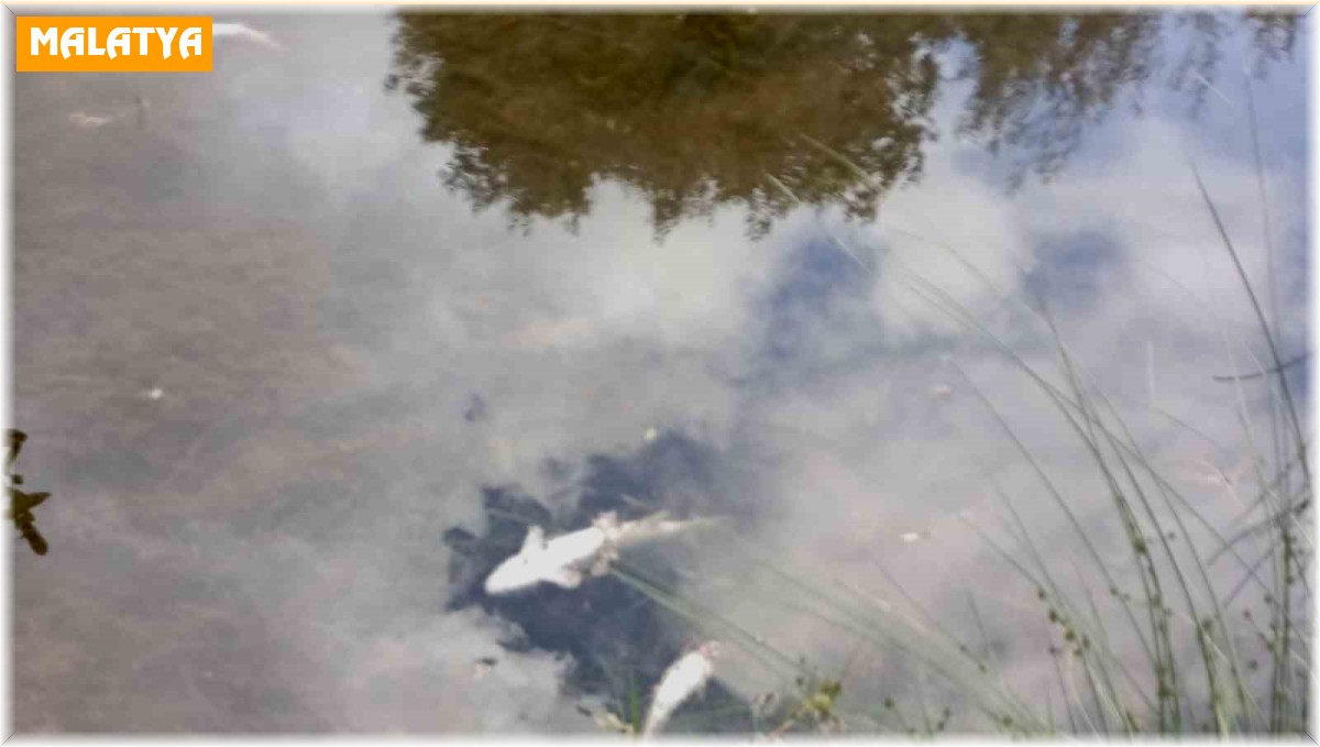 Malatya'da esrarengiz balık ölümleri