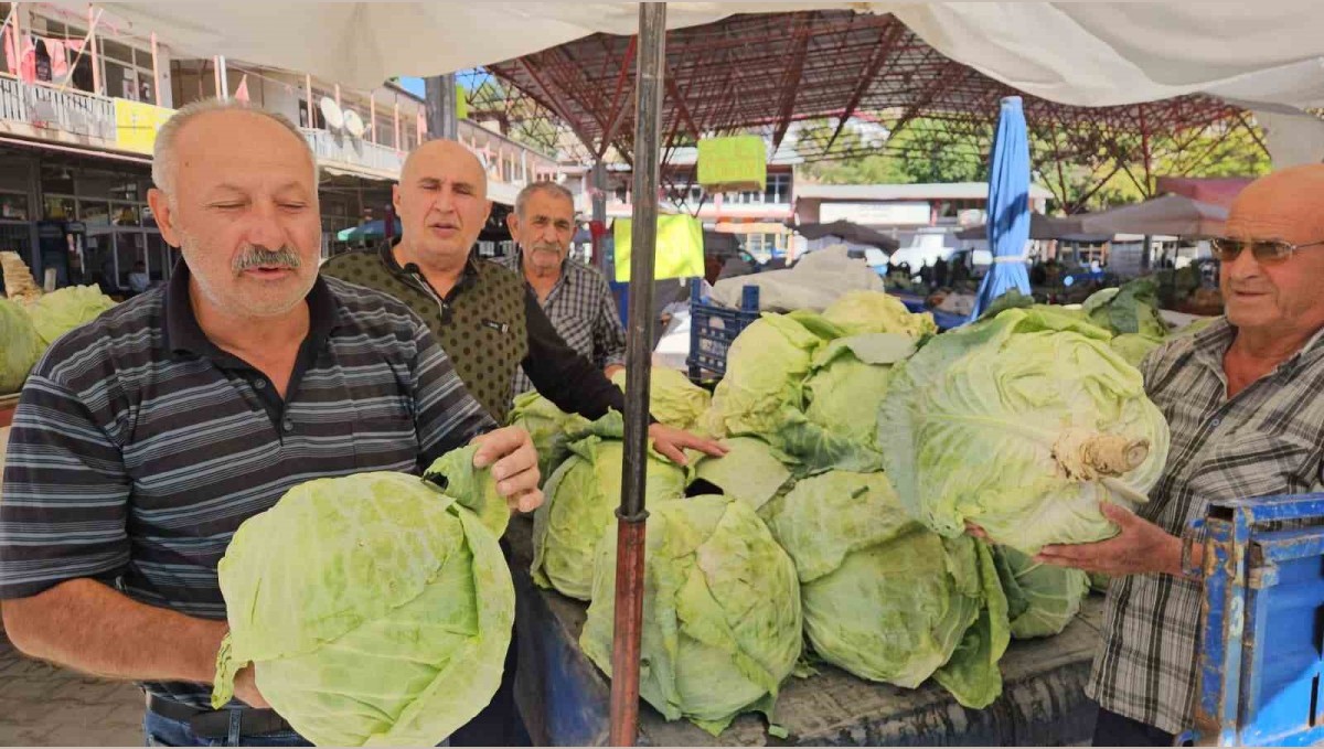 Malatya'da Gökyar lahanasında hasat zamanı