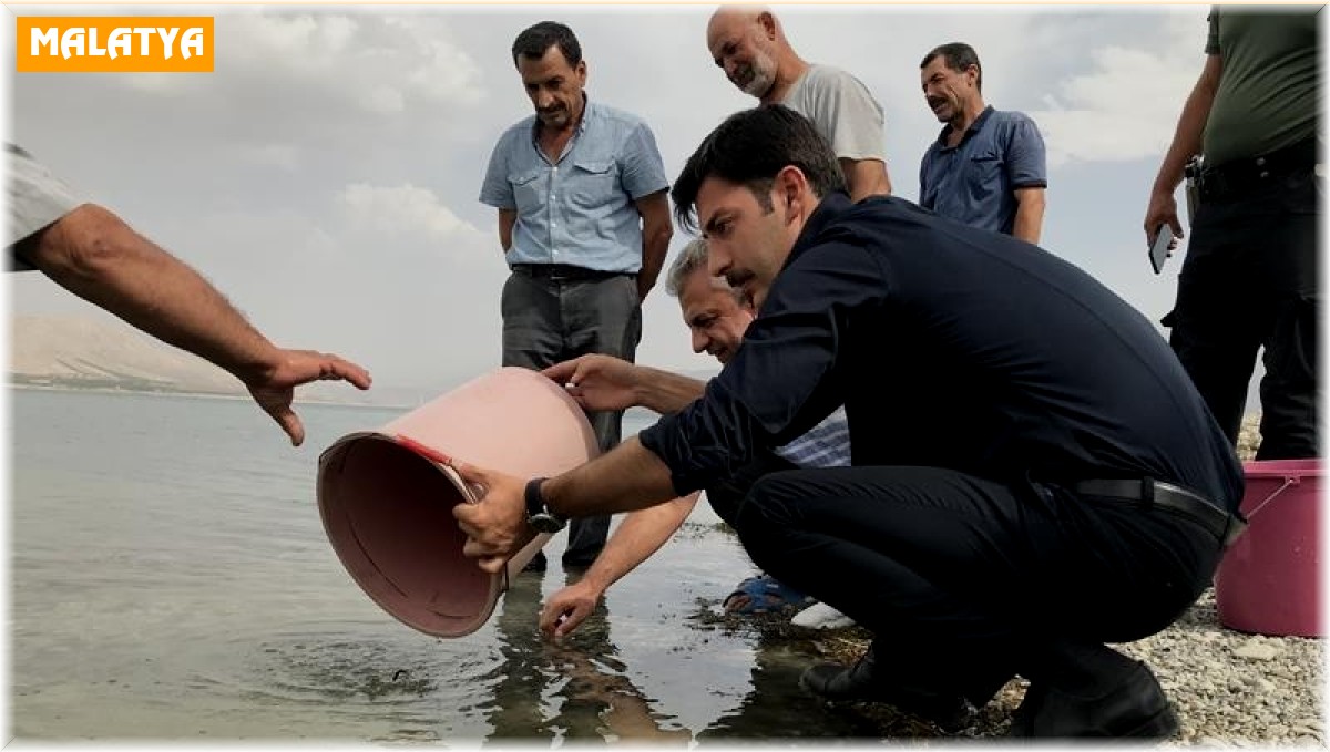 Malatya'da göletlere 2,5 milyon yavru sazan