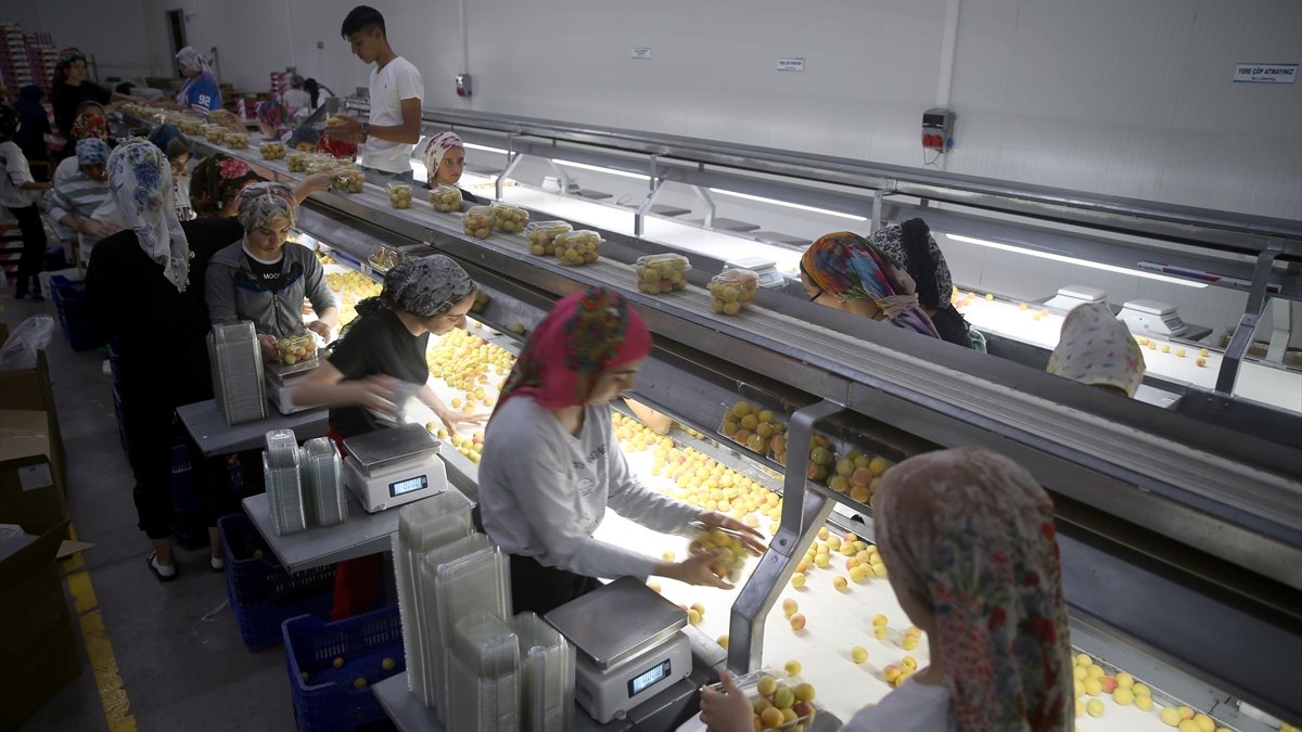 Malatya'da hasadı süren yaş kayısı ihracatında 20 bin ton hedefi