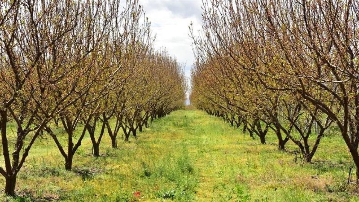 Malatya'da hazine arazileri ağaçlandırılacak